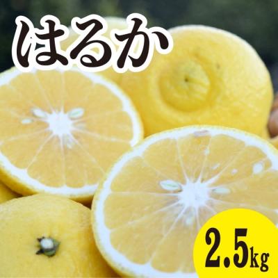 ふるさと納税 三原市 [2026年3月中旬以降発送]濃厚な甘みに驚愕!瀬戸内のはるか [約2.5kg] [017-068]