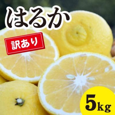 ふるさと納税 三原市 [2026年3月中旬以降発送]瀬戸内の訳ありはるか[約5kg] [017-069]