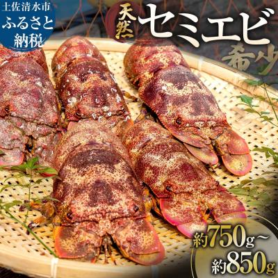 ふるさと納税 土佐清水市 幻の天然セミエビ 約750g〜850g(サイズおまかせ)※着日指定不可※海老[R01569]