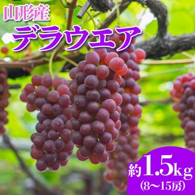 ふるさと納税 山形市 山形のぶどう デラウェア 7月・8月 秀品 約1.5kg[令和8年産先行予約]FS23-820