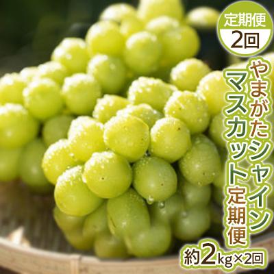 ふるさと納税 山形市 [定期便2回]やまがた シャインマスカット [令和8年産先行予約]FS25-698