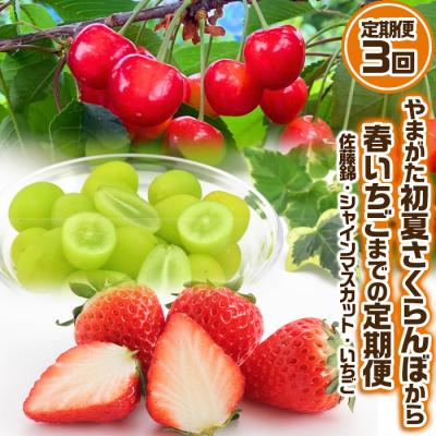 ふるさと納税 山形市 [定期便3回]やまがた 初夏さくらんぼから春いちごまでの定期便[令和8年先行予約]FS24-536