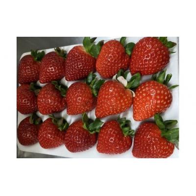 ふるさと納税 横瀬町 [数量限定]埼玉県限定いちご「あまりん」 1ホール