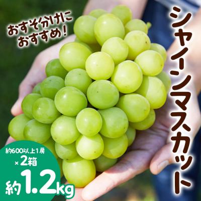 ふるさと納税 山形市 おすそ分けにおすすめ!シャインマスカット 秀品 約1.2kg[令和8年産先行予約]FS23-766