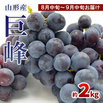 ふるさと納税 山形市 山形のぶどう 巨峰 秀品 約2kg[8月中旬〜9月中旬お届け][令和8年産先行予約]FS24-651