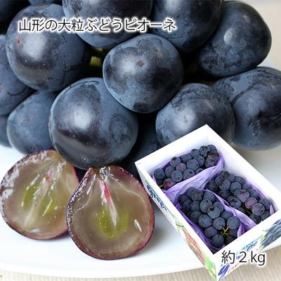 ふるさと納税 山形市 山形のぶどう ピオーネ 秀品 約2kg [8月発送] [令和8年産先行予約]FS24-650