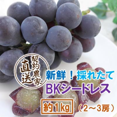 ふるさと納税 国東市 [令和8年発送]農家直送! 新鮮! 朝づみぶどう BKシードレス 約1kg_2657R-1