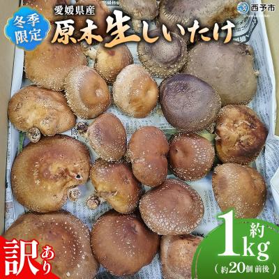 ふるさと納税 西予市 <冬季限定 原木生しいたけ 訳あり 約1kg> 20個前後 原木生椎茸 横林自治振興協議会