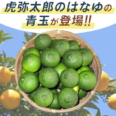 ふるさと納税 香南市 【7月より順次発送】花柚子 はなゆ青玉 16パック 
