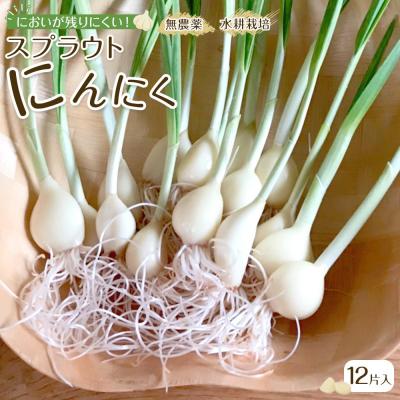 ふるさと納税 角田市 スプラウトにんにく 12片 国産ホワイト六片使用、水耕栽培