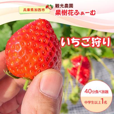 ふるさと納税 加西市 いちご狩り40分食べ放題 中学生以上1名[No5698-2643]