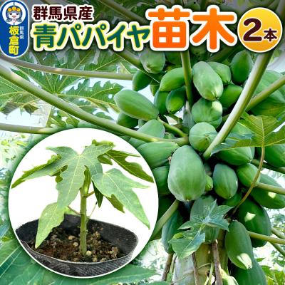 ふるさと納税 板倉町 果物 苗 青パパイヤ 苗木 2本 群馬県板倉町 3寸ポット|13_ebf-050201