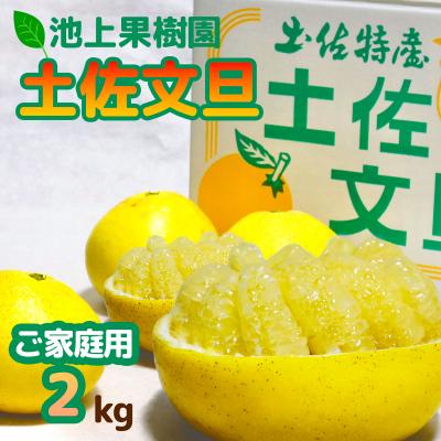 ふるさと納税 いの町 土佐文旦 家庭用2kg(池上果樹園)