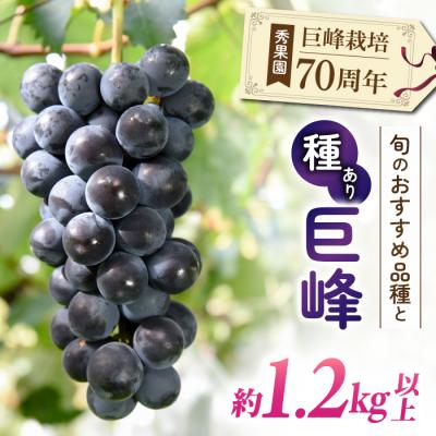 ふるさと納税 東御市 [先行受付2026年発送]巨峰栽培70周年記念セット(計2〜4房、約1.2kg〜1.5kg)|秀果園
