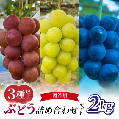 ふるさと納税 東御市 [2026年先行受付]農家直送!贈答用ぶどう詰め合わせセット 2kg(4〜7房)|おぎはら園