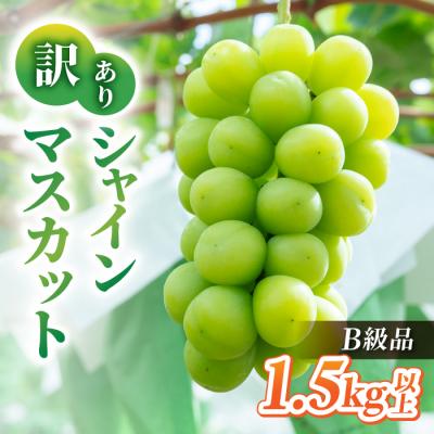 ふるさと納税 東御市 [先行受付2026年発送]訳アリシャインマスカット B級品 1.5kg以上|あおさく農園