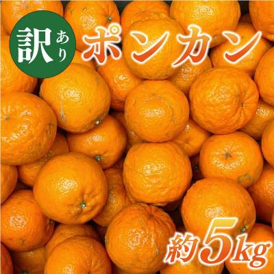 ふるさと納税 愛南町 訳あり ポンカン 約5kg サイズミックス 不揃い 傷 みかん 蜜柑 果物 柑橘 フルーツ 傷 不揃