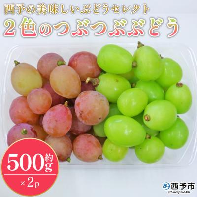 ふるさと納税 西予市 <西予の美味しいぶどう2色のつぶつぶぶどう>おいしい西予ぶどう倶楽部