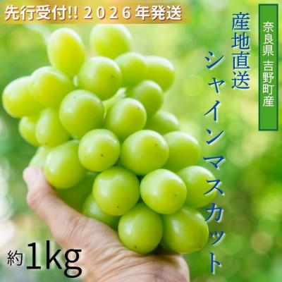 ふるさと納税 吉野町 [令和8年分 先行受付]シャインマスカット 約1kg