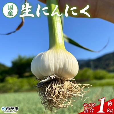 ふるさと納税 西予市 [先行予約]<生にんにく サイズ混合 約1kg> 国産 ニンニク 生 野菜