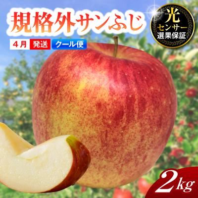 ふるさと納税 五所川原市 [2026年4月上旬発送][規格外]りんごサンふじ[クール便]約2kg