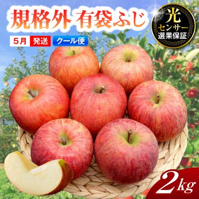 ふるさと納税 五所川原市 [2026年5月上旬発送][規格外] りんご 有袋ふじ [クール便] 約2kg