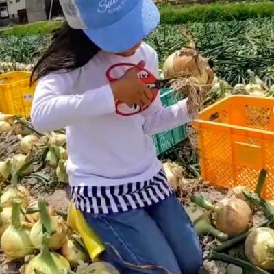 ふるさと納税 南あわじ市 【新玉予約!】中山さんちから直送 淡路島たまねぎ 5kg ◆R8.3月下旬〜発送の画像
