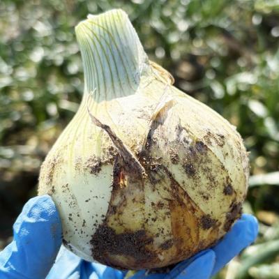 ふるさと納税 南あわじ市 【新玉予約!】中山さんちから直送 淡路島たまねぎ 10kg ◆R8.3月下旬〜発送の画像