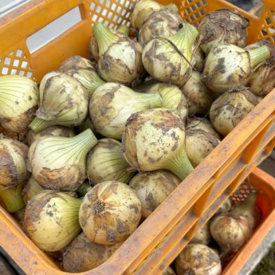 ふるさと納税 南あわじ市 【新玉予約!】中山さんちから直送 淡路島たまねぎ 10kg ◆R8.3月下旬〜発送の画像