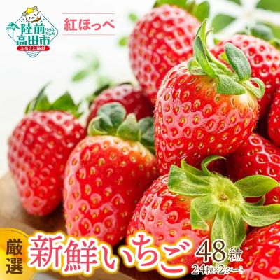 ふるさと納税 陸前高田市 [数量限定]厳選 新鮮いちご 24粒×2シート 紅ほっぺ イチゴ 苺 旬 フルーツ ギフト 贈答