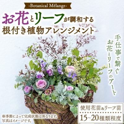 ふるさと納税 幸田町 Botanical Mlange 〜お花とリーフが調和する根付き植物アレンジメント〜