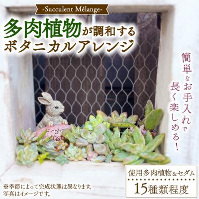 ふるさと納税 幸田町 Succulent Mlange 〜多肉植物が調和するボタニカルアレンジ〜
