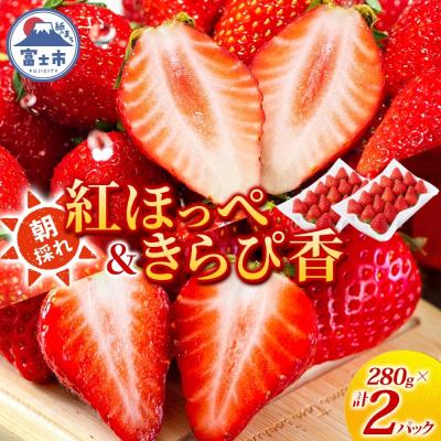 ふるさと納税 富士市 富士市産 いちご 紅ほっぺ きらぴ香 各約280g×1P [sf123-005]