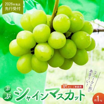 ふるさと納税 三原市 [2026年夏頃発送・先行受付] 訳あり ぶぶシャインマスカット 1kg [233-001]