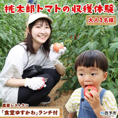 ふるさと納税 西予市 <桃太郎トマトの収穫体験(食堂ゆすかわのランチ付き)>トマト収穫 体験リコピンズ