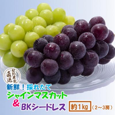 ふるさと納税 国東市 [令和8年発送]農家直送!朝づみシャインマスカット&amp;BKシードレス 種なし約1kg_2658R-1