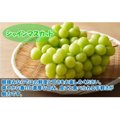 ふるさと納税 国東市 【令和8年発送】農家直送!朝づみシャインマスカット&BKシードレス種なし約1.5kg_2658R-2 |  | 01