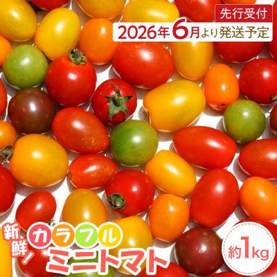 ふるさと納税 角田市 【2026年発送分先行予約】角田産 新鮮!カラフル