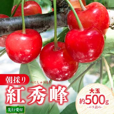 ふるさと納税 大江町 [先行受付]さくらんぼ 朝採り 大玉紅秀峰バラ 約500g[6月中旬以降順次発送予定]022-002