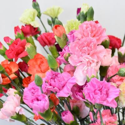 ふるさと納税 宮田村 宮田村産『カーネーション』の花束 2026年 母の日期間発送[5月7日(木)〜5月10日(日)指定]