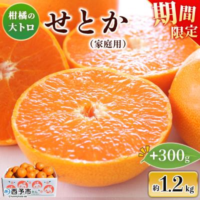 ふるさと納税 西予市 <せとか(家庭用)約1.5kg内容量 自宅用 訳あり ワケアリ 果物 高級柑橘 柑橘の大トロ 笑丸