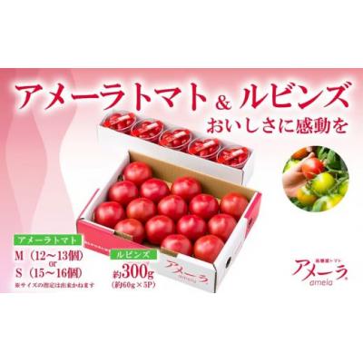 ふるさと納税 小山町 アメーラ&amp;ルビンズ5P