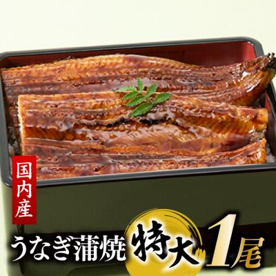 ふるさと納税 新宮町 [国内産][有頭]うなぎ蒲焼 (特大) 1尾 <計250g前後>1〜2ヶ月前後でお届け!