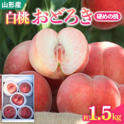 ふるさと納税 山形市 白桃おどろき 約1.5kg[硬めの桃][令和8年産先行予約]FS25-148