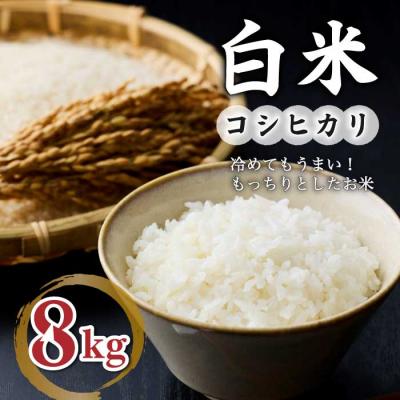 ふるさと納税 東御市 白米8kg(4kg×2袋) 冷めても美味しいコシヒカリ[小田農園]|最短4〜7日程度でお届け