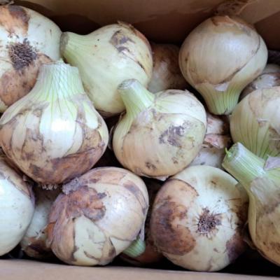 ふるさと納税 南あわじ市 【野菜ソムリエサミット金賞】淡路島新玉ねぎ10kg【仲田青果の淡路島いち玉ねぎ】◆配送3月上旬〜5月の画像