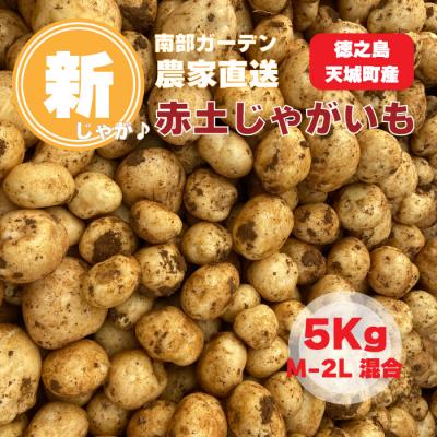 ふるさと納税 天城町 [新じゃが]徳之島 天城町産 赤土じゃがいも 5kg M〜2L 混合サイズ 南部ガーデン ジャガイモ