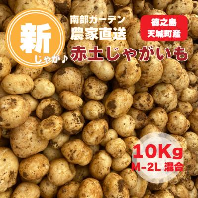 ふるさと納税 天城町 先行受付 徳之島 天城町産 赤土じゃがいも 10kg M