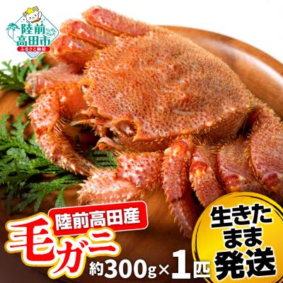 ふるさと納税 陸前高田市 生きたまま発送 毛ガニ 約300g×1匹 陸前高田市産 かに カニ 蟹 活毛ガニ 新鮮 濃厚 天然