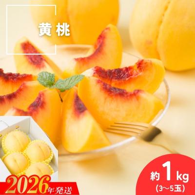 ふるさと納税 福島市 種まきうさぎ 福島市産 黄桃 (品種おまかせ) 約1kg No.3305